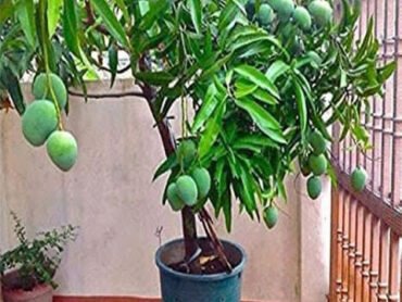 Thailand All Season Mango