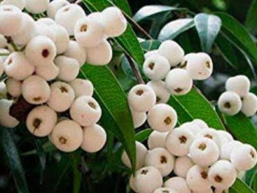 Cat's Eye Fruit