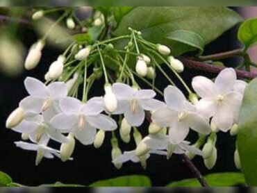 Water Jasmine