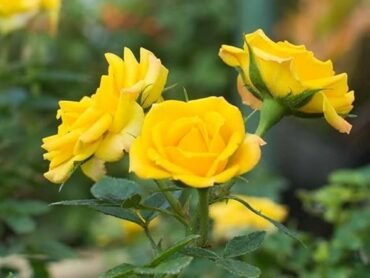 Rose Plant - Yellow
