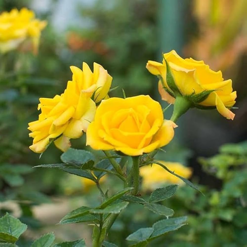 Rose Plant - Yellow