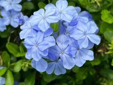 Blue Koduveli