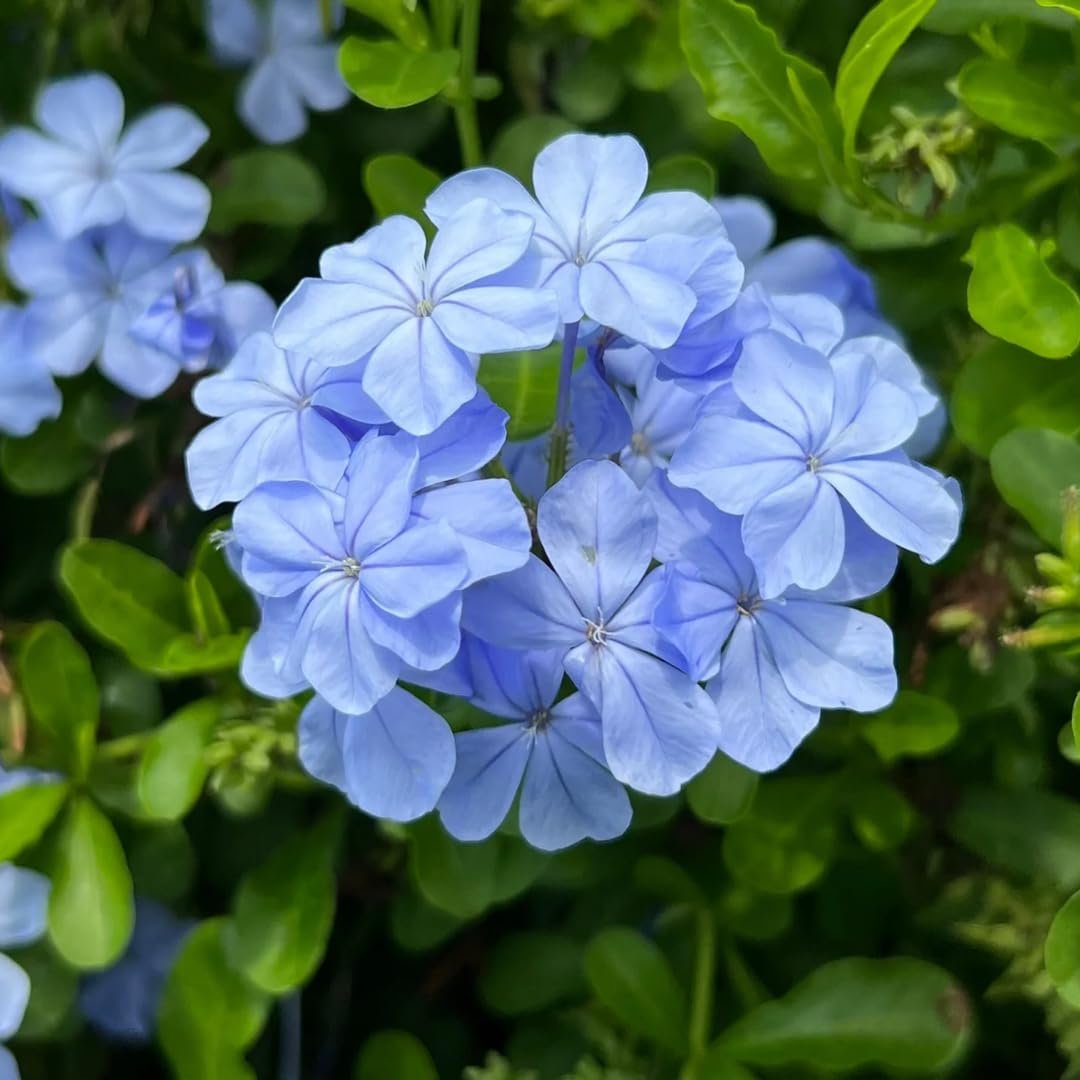Blue Koduveli