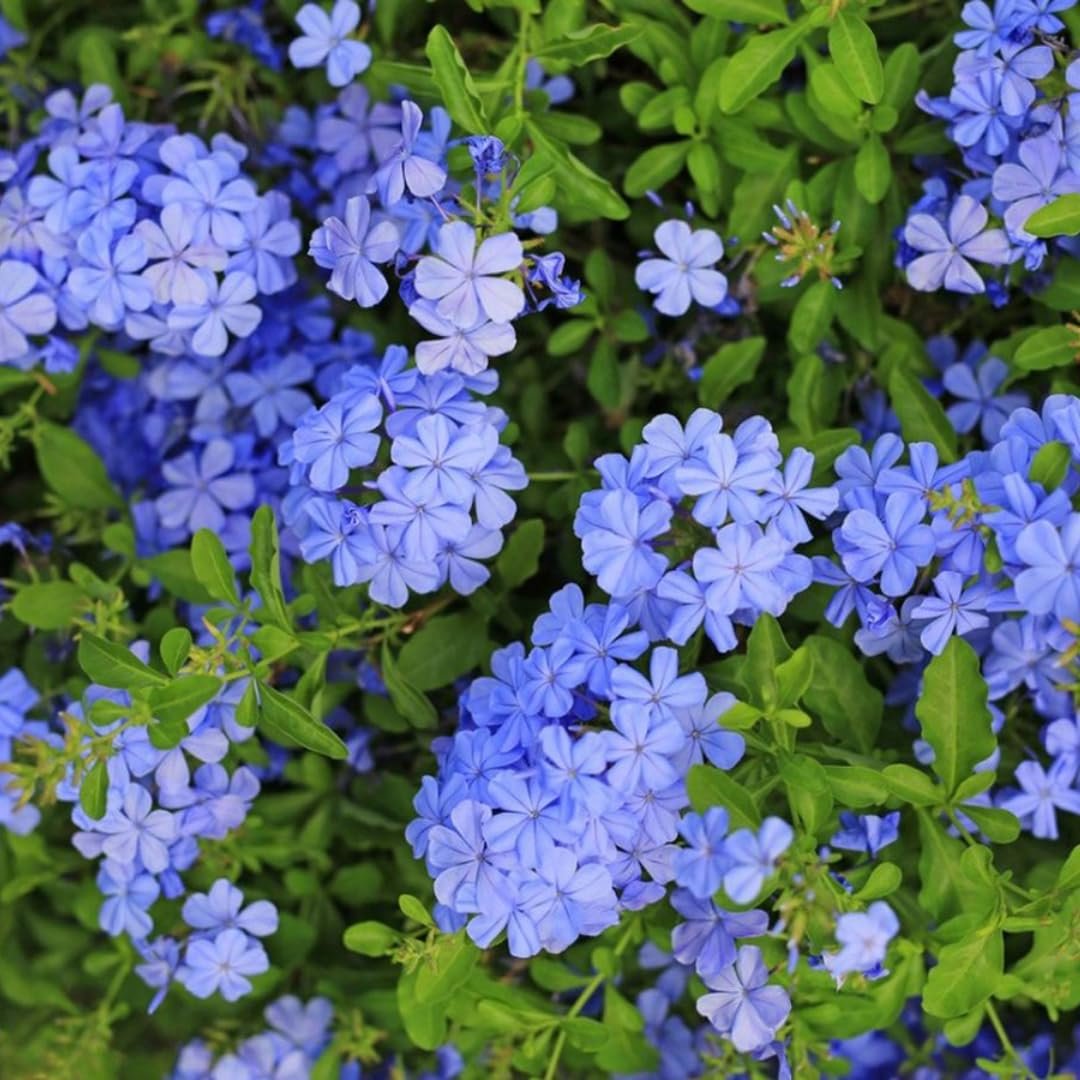 Blue Koduveli - Image 2