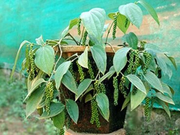 Bush Pepper