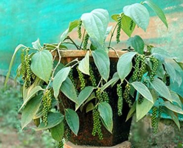 BushPepper-veliyathgarden_1445x BushPepper-veliyathgarden_1445x