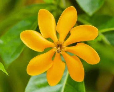 GoldenGardenia_GandharajYellowHighlyFragrantAllTimeFloweringLivePlant-Seed2Plant1 GoldenGardenia_GandharajYellowHighlyFragrantAllTimeFloweringLivePlant-Seed2Plant1