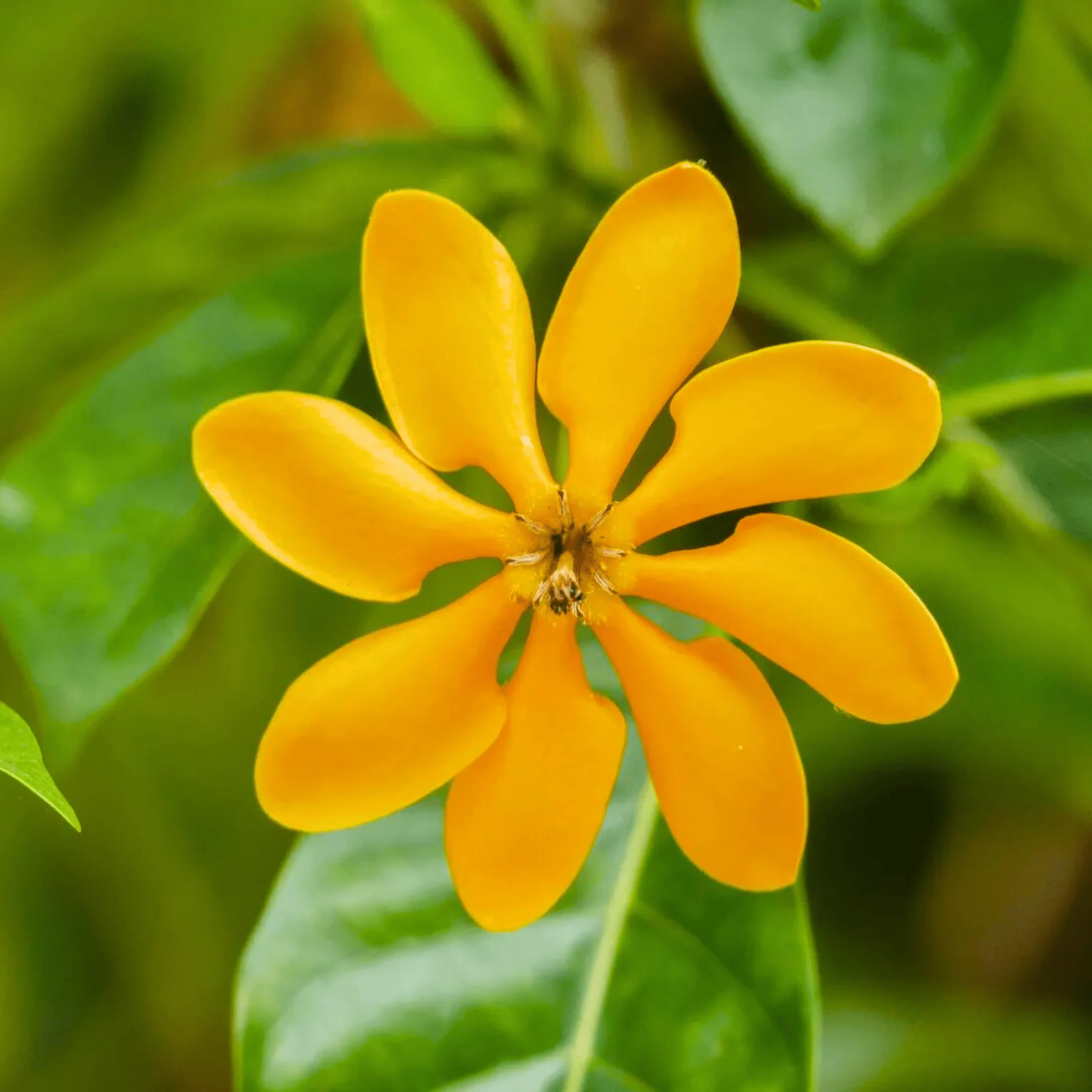 Yellow Gardenia