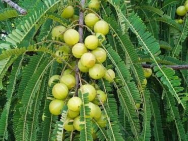 Nelli/Indian Gooseberry