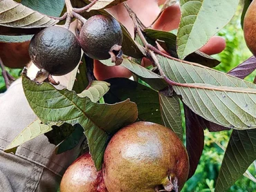 Purple Kullan Guava