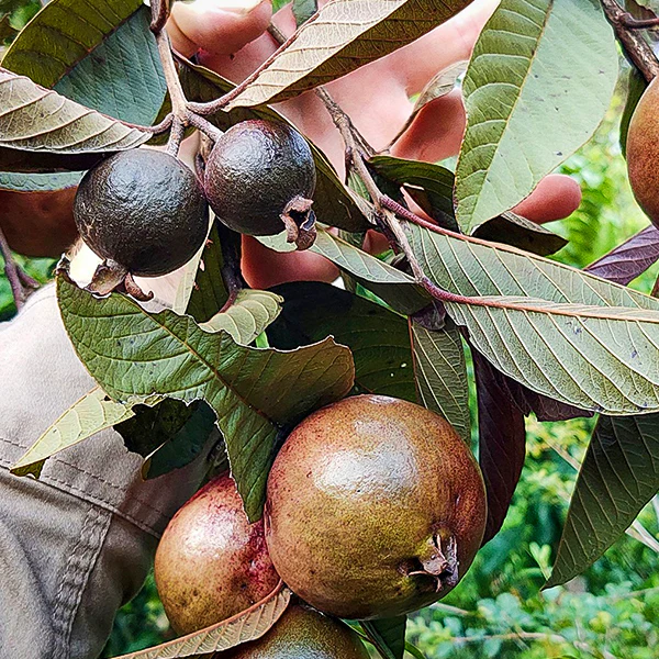 Purple Kullan Guava