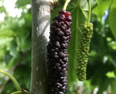 Mulberry-tree-Facts-growth-care-and-uses-01 Mulberry-tree-Facts-growth-care-and-uses-01