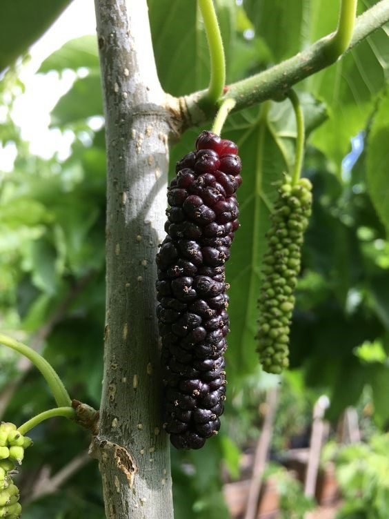 Mulberry