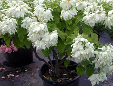 White Mussaenda