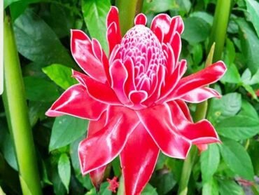 Torch Ginger Red