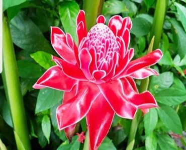 Red-Torch-Ginger-lily-1 Red-Torch-Ginger-lily-1