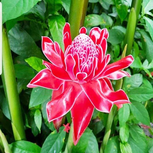 Torch Ginger Red