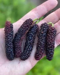 Mulberry - Image 2