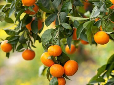 Israyel Orange