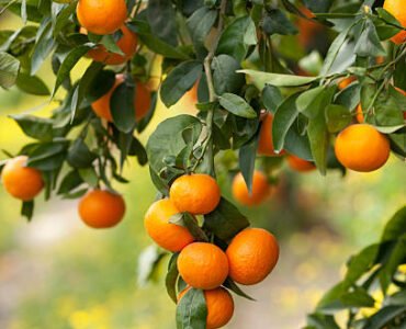 istockphoto-185125278-612x612 Orange tree in Middle East. Selective focus on branch with orange fruits.Similar images preview: