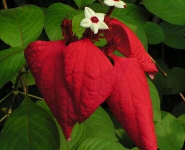 nurserylive-plants-mussaenda-red-plant-16969039577228 nurserylive-plants-mussaenda-red-plant-16969039577228