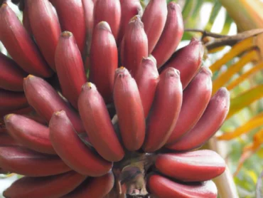 Red Banana