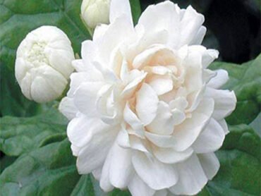 Arabian Jasmine