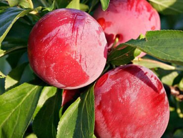 Tropical Plum