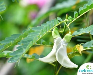1583822674_AgathiLeaves_big_600 1583822674_AgathiLeaves_big_600