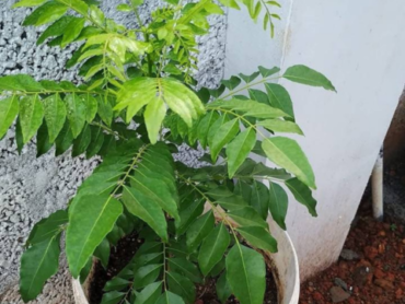 Jeeraka Curry leaves
