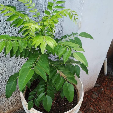 Jeeraka Curry leaves