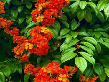 Bauhinia coccinea