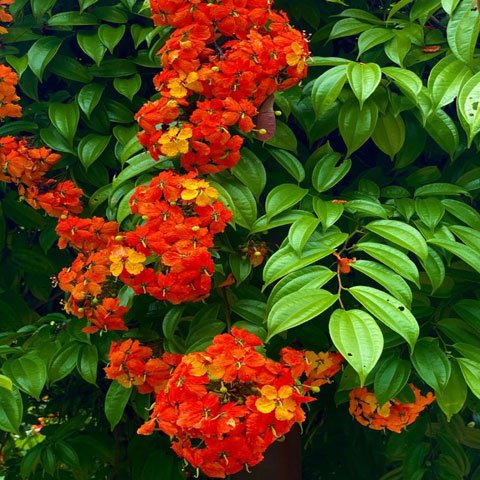 Bauhinia coccinea