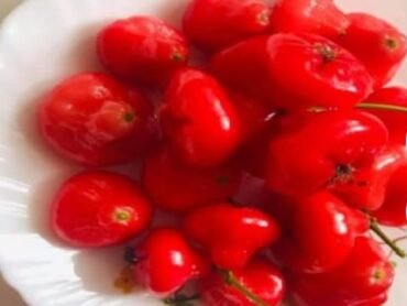 All Season Seedless Chamba