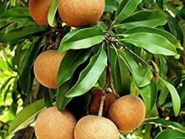 Ball Sapota