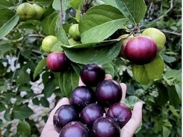 Manila cherry