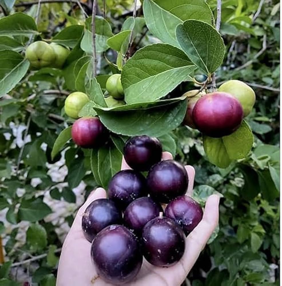 Manila cherry
