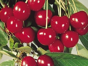 Apple Cherry