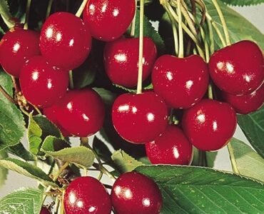 61DPSacLZsL._AC_ 61DPSacLZsL._AC_