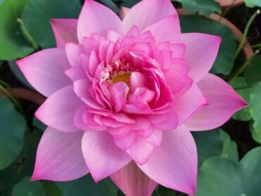 Lotus