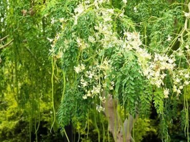 Dwarf Moringa