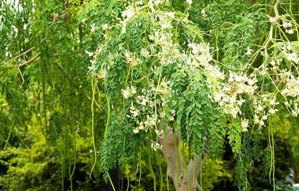 Dwarf Moringa