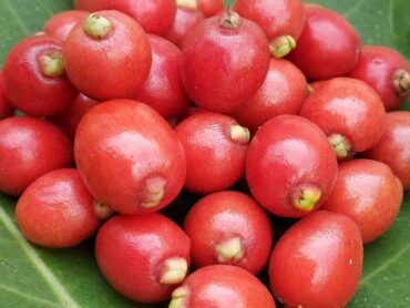 Cedar Bay cherries