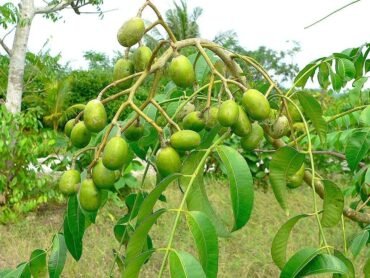 Sweet Ambazham