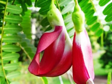 Agathi Cheeera -Red