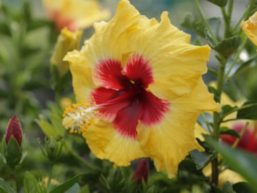 Hibiscus