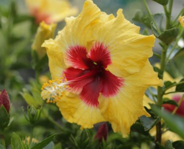 Growing-Hibiscuses Growing-Hibiscuses