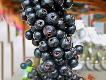 Lipote fruit