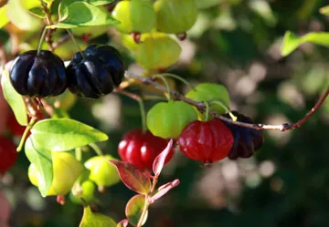 Lolita-Surinam-Cherry-ripe Lolita-Surinam-Cherry-ripe