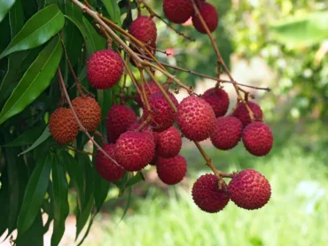 Litchi